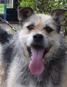 Capone - freundlich & menschenbezogen - Lohmar