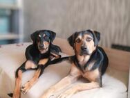 ❤️🐾 Karla & Klara ein Dreamteam🐾❤️ - Eislingen (Fils)
