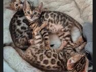 Bengal kitten dürfen ausziehen - Ankum