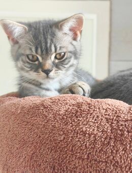 BKH Kitten Junge und Mädchen - Wuppertal