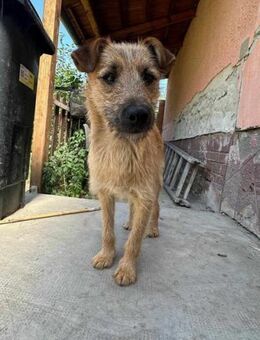 Teddy wartet noch immer ... - Nordwalde