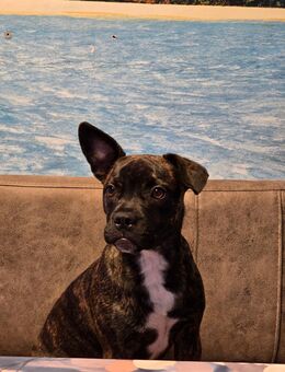 Mischlingswelpe - Könnern Belleben