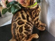 Bengal Kitten mit Stammbaum - Wuppertal