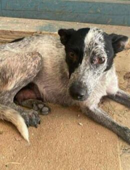 Sara sucht ihre Familie - Berlin