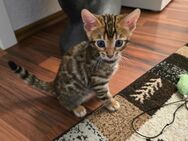 Bengal Kitten - Duisburg