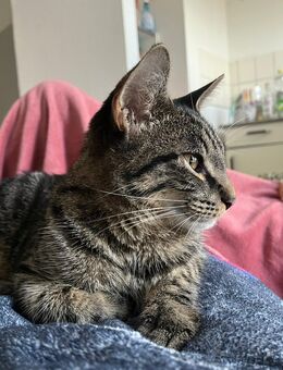 Kater 5 Monate alt sucht neues Zuhause - Stade (Hansestadt)