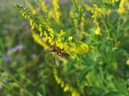 Gelber Steinklee Samen Honigklee Klee Bienen Honigklee Honig Klee Kleepflanze gelb viele kleine Blüten für Garten wildflower und Balkon Muttertag Geschenk flower Sonne SWR Vatertag Biene - Pfedelbach