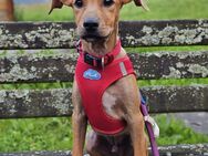 Motsi - geb. ca. 04/2021 - Pinscher Mix - Eibenstock