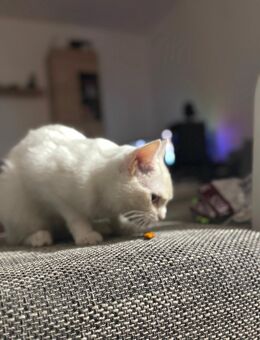 Katze zu verkaufen(Kaho Manee) - Halle (Saale)