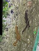 Jungferngeckos in 92318