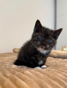 Schmuse Babykatze \Kitten - Swisttal