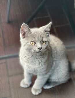 BKH Kitten Kater - Heilbronn
