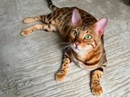 Bengal Kater / Reinrassig - Hanau (Brüder-Grimm-Stadt)