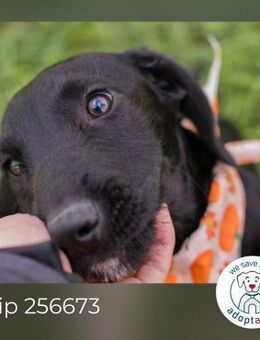 Chip 256673: Hundekind sucht ein Zuhause - Kirchzell