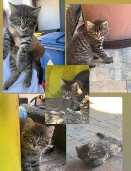 Kitten - Zweibrücken