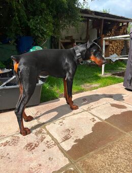 Dobermann Rüde 8 Monate alt - Hagen (Stadt der FernUniversität) Hohenlimburg