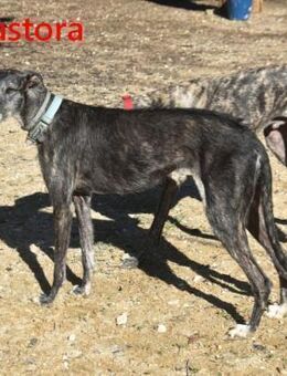 Pastora sozial,anhänglich 06/21 ESP - Ruppertsecken