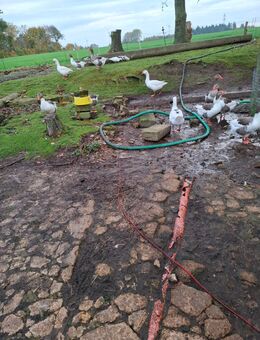 Gänse - Süderlügum