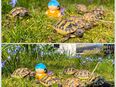 Griechische Landschildkröten, Nachzuchten 2022 / 2024 in 55127