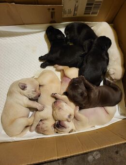 Labrador welpen suchen ein neues Zuhause - Adelsdorf