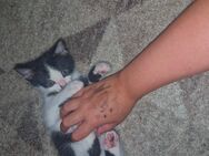 Katzenbabys - Weissach