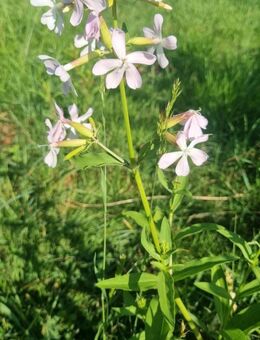 Echtes/ Gewöhnliches Seifenkraut (Saponaria officinalis) - Horgenzell