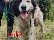 LAIKA ❤ EILIG! sucht Zuhause/Pflegestell - Langenhagen