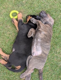 Cane Corso Mischlinge / Welpen - Lütetsburg