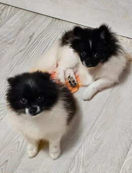 Pomeranian /Zwergspitz - Wiesau