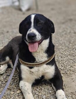 Der sanfte Rocky sucht seine Menschen! - Beltheim