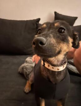 Shinead wartet auf PS südlich von HH - Rosengarten (Niedersachsen)