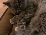2 Katzen abzugeben! - München Feldmoching-Hasenbergl