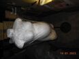 Torso Schwanger - - Allgäu - TOM in 80335
