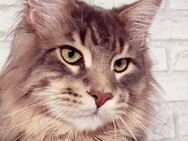 Junger Maine Coon Kater Mainecoon reinrassig - Hannover Mitte