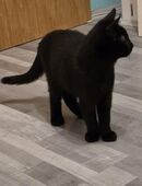 Siam Mix Kater noch da in 53474