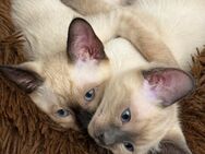 Unsere Thai-Kitten (Siam alte Art) sind bald bereit, die Welt zu erkunden - Bretten Zentrum