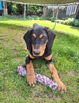 🐾💛 Luxi 🐾💛 sucht sein Zuhause - Freilassing