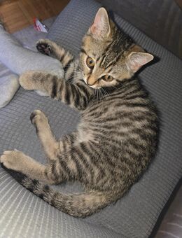 Tabby Babykatze - Flein
