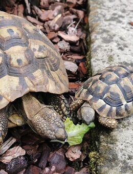 Griechische Landschildkröte, Testudo Hermanni - Neuenhaus