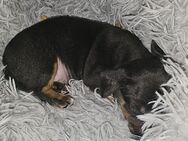 Chihuahua zwergpinscher mix babys - Sulingen Zentrum