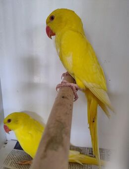 Halsbandsittich - Bremen