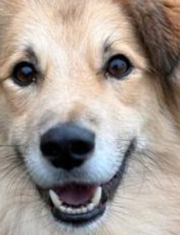 Toppi sucht sein Für-Immer-Zuhause - München