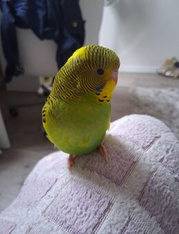 Wellensittich entflogen! - Krefeld