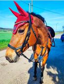Hannoveraner Stute sucht neuen Wirkungskreis in 99610
