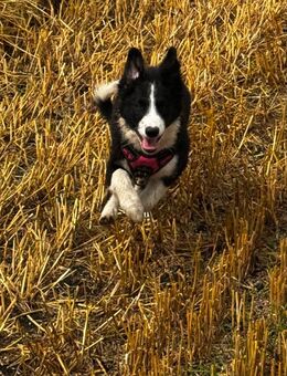 Border Collie Welpe - Sömmerda