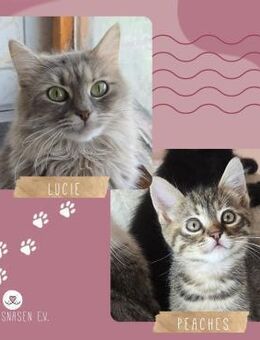 Katzen Lucie und Peaches suchen Dich - Lalendorf