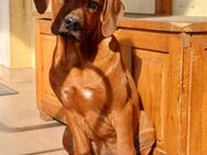 Rhodesian Ridgeback - Senden (Bayern)