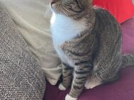 Kater mischling 2 Jahre alt abzugeben - Berlin