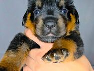 Rottweiler Welpe Hündin mit ICR-Papieren - Kelheim