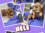 Süße Nele sucht neues Körbchen! - Nürnberg